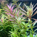 Limnophila hippuridoides red and green aquarium plant pack showing vibrant feathery serrated aquatic leaves densely growing