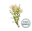 A bundle of fresh limnophila hippuridoides stems with pink-tipped green leaves tied together for aquarium use