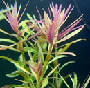 A vibrant Limnophila Hippuridoides aquarium plant with slender spiky leaves in red and green hues x6 pack