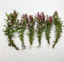 Five bundles of limnophila hippuridoides aquatic plants with green and purple leaves tied with gray bands for aquarium use
