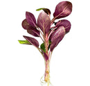 Fresh Lobelia Cardinalis Dwarf plant with deep purple leafy greens and white stems