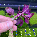 Lobelia Cardinalis Dwarf cardinal plant with purple leaves and roots for aquariums
