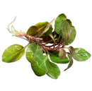 Lobelia Cardinalis Dwarf: green leafy vegetable with white roots and purple stems