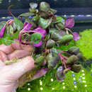 Lobelia Cardinalis Dwarf: purple-green aquarium plant with roots