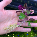 Hand holding red and green Lobelia Cardinalis Dwarf aquatic plant with yellow roots