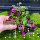 Dwarf Cardinal Plant Lobelia Cardinalis with purple green leaves
