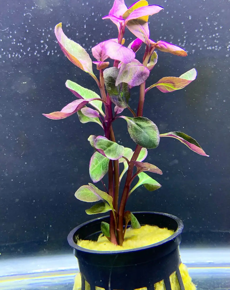 dwarf pot plants Lobelia Cardinalis Dwarf Potted Plant for Aquascapes