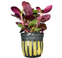 Black and yellow plastic pot with Lobelia Cardinalis Dwarf purple plant