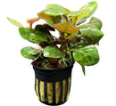 Black and gold striped pot with lush Lobelia Cardinalis Dwarf plant