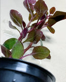 Red leaf lettuce in black pot with water droplets