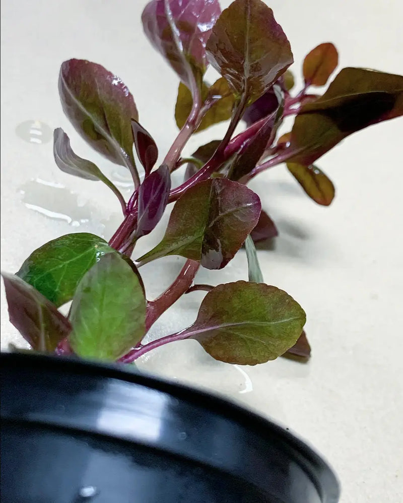 Red leaf lettuce in black pot with water droplets