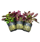 Black and yellow striped hydroponic pot with Lobelia Cardinalis purple-leaved plants