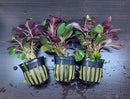 Lobelia Cardinalis x3 Pots (Cardinal Plant 'Dwarf') - AquaticMotiv