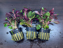 Black plastic pot with green-yellow striped insert holding 3 vibrant red-leafed Lobelia Cardinalis plants