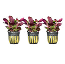 Lobelia Cardinalis Potted - 3 plants - [AquaticMotiv]