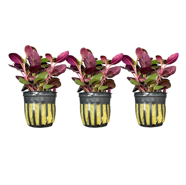 Lobelia Cardinalis Potted - 3 plants - [AquaticMotiv]