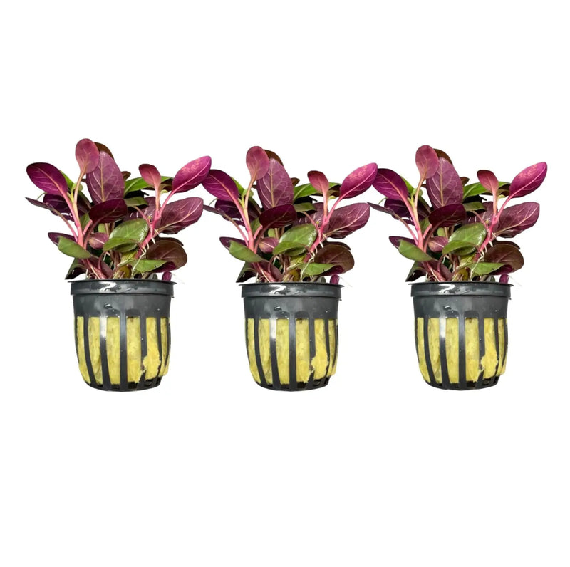 lobelia plants in pots Lobelia Cardinalis Set of 3 Potted Aquarium Plants