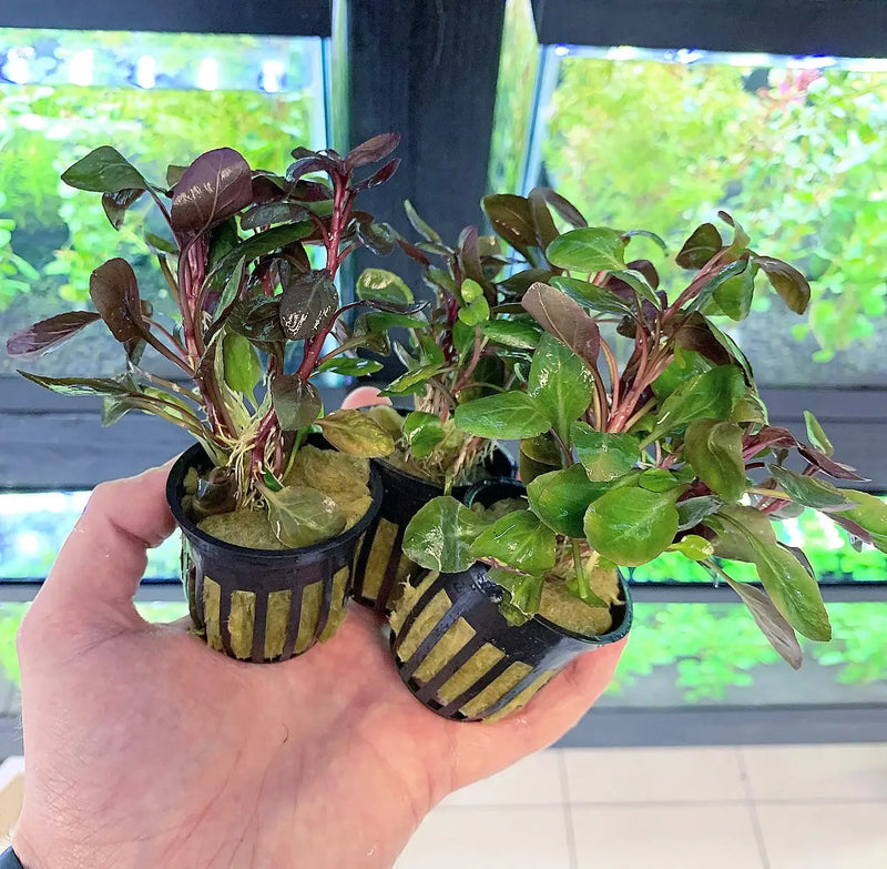 lobelia plant in pot Lobelia Cardinalis Set of 3 Potted Aquarium Plants