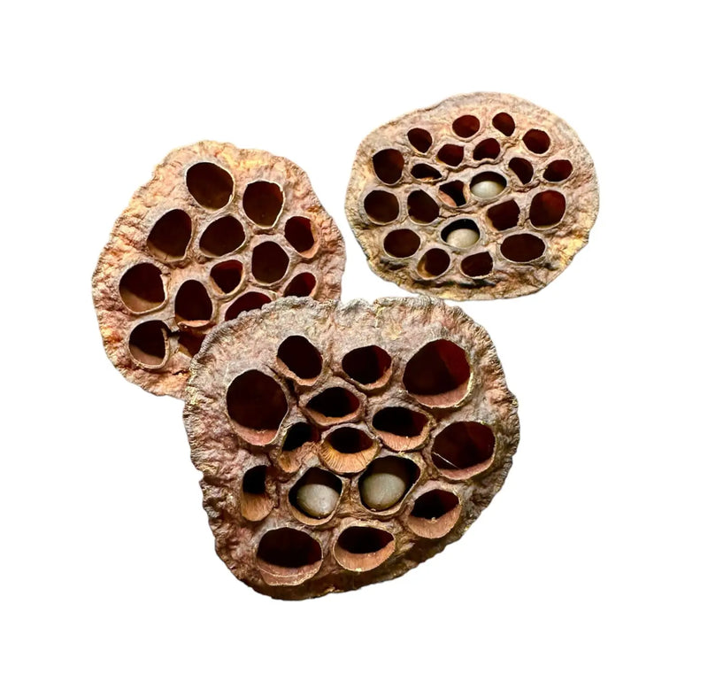 Lotus Pods Natural Aquarium Decor and Shrimp Hideouts | Aquatic Motiv
