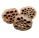 Brown dried lotus pod with honeycomb holes and textured surface