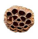 Brown dried lotus pod with holes and textured surface