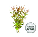 A fresh 6-pack bundle of vibrant green and reddish-brown ludwigia arcuata live aquarium plants tied with natural twine