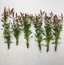Six potted ludwigia arcuata live red aquarium plants with green leaves and reddish brown tips bundled with gray ties