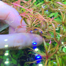 Blue LED nail lights for Ludwigia Arcuata plant