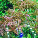 Ludwigia Arcuata green aquatic plant with red tips and blue light reflections