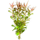 Green Ludwigia Arcuata bundle with red and yellow accents