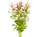 Green Ludwigia Arcuata with red-tipped aquatic leaves