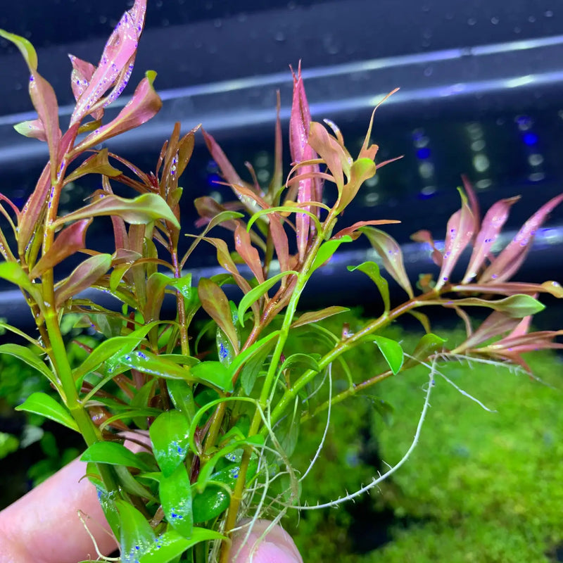 Ludwigia Arcuata Pot: green aquatic plant with red tips floating in water
