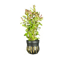 Black and gold striped Ludwigia Arcuata planter with green plant