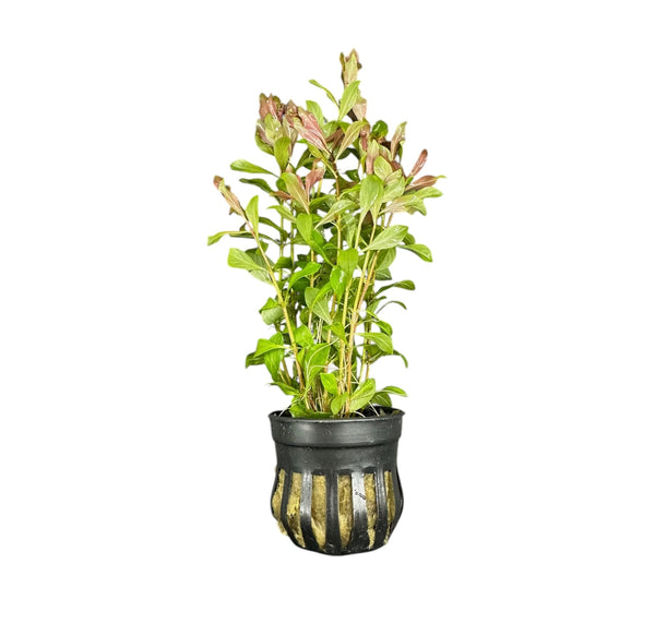 Ludwigia Arcuata Pot - [AquaticMotiv]