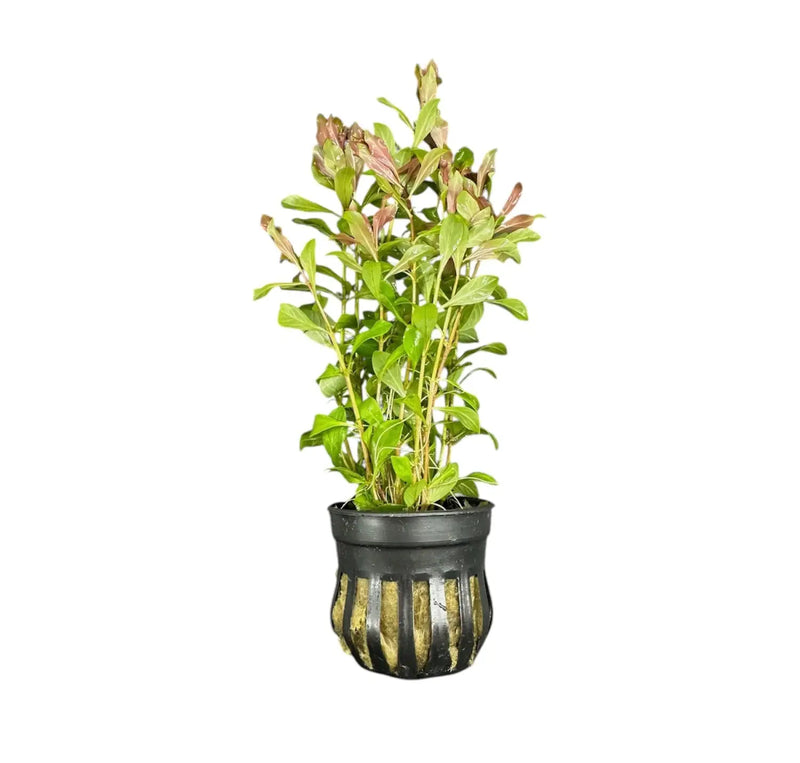 Black and gold striped Ludwigia Arcuata planter with green plant