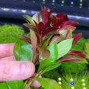 Ludwigia Dark Red aquatic plant with glossy red and green leaves