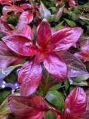 Vibrant Ludwigia Dark Red flower with purple leaves and yellow center