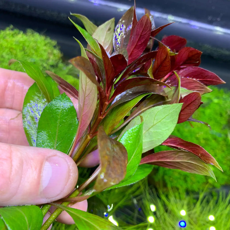 Ludwigia Dark Red Aquarium Stem Plant | Aquatic Motiv