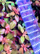 Ludwigia Dark Red plant with purple LED strip lights