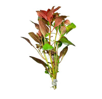 Ludwigia Dark Red aquarium plant in white suction cup holder