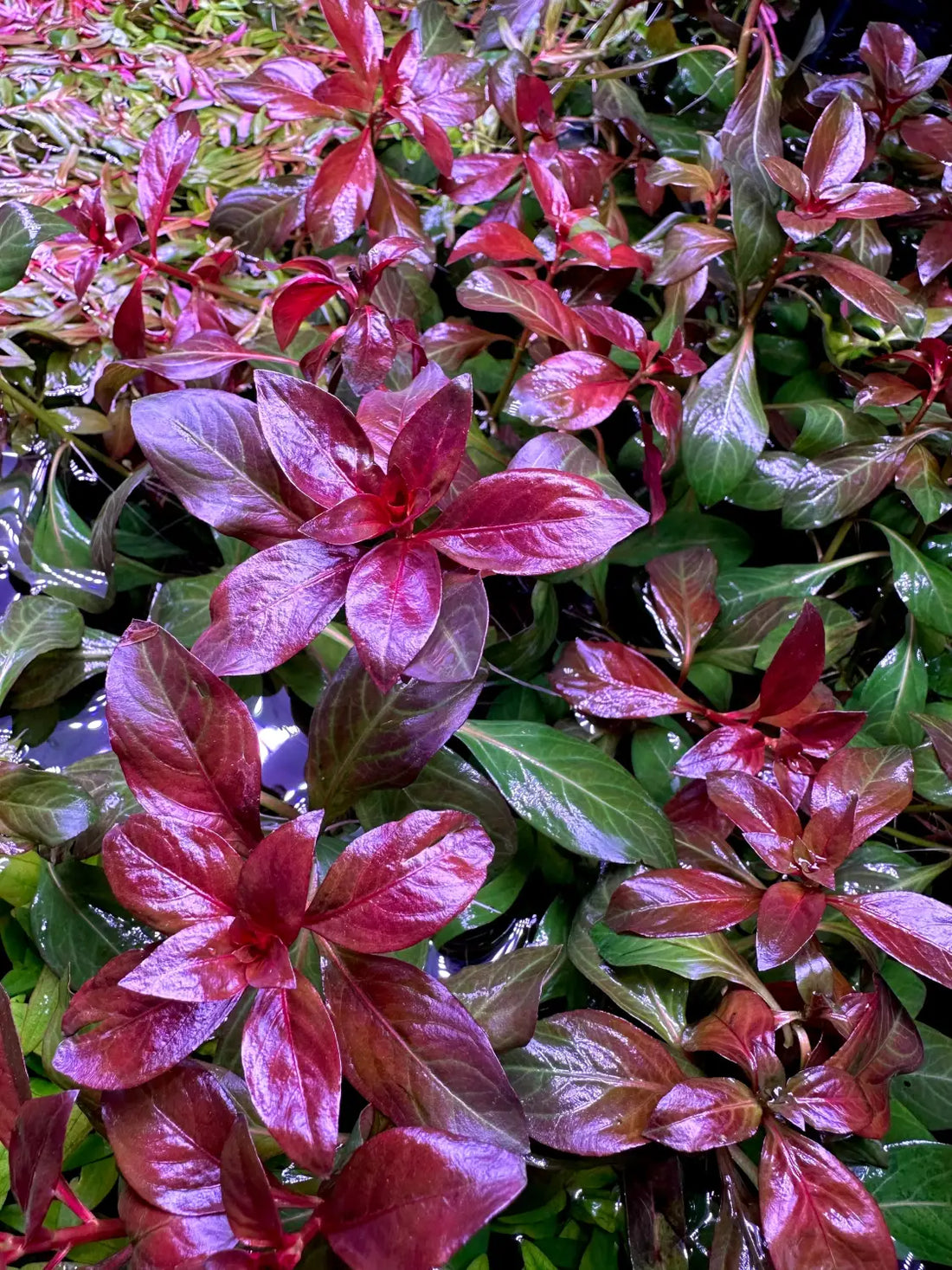 Ludwigia Dark Red Aquarium Stem Plant