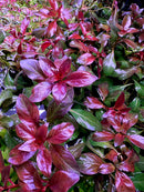 Ludwigia Sp. 'DARK RED' (Ludwigia Repens) - [AquaticMotiv]