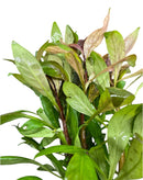 Ludwigia Inclinata Cuba Pot - [AquaticMotiv]