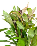 Ludwigia Inclinata Cuba Pot with green purple leaves and water droplets