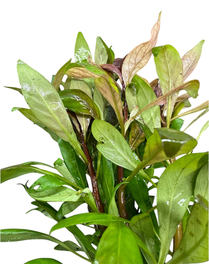 Ludwigia Inclinata Cuba Pot - [AquaticMotiv]