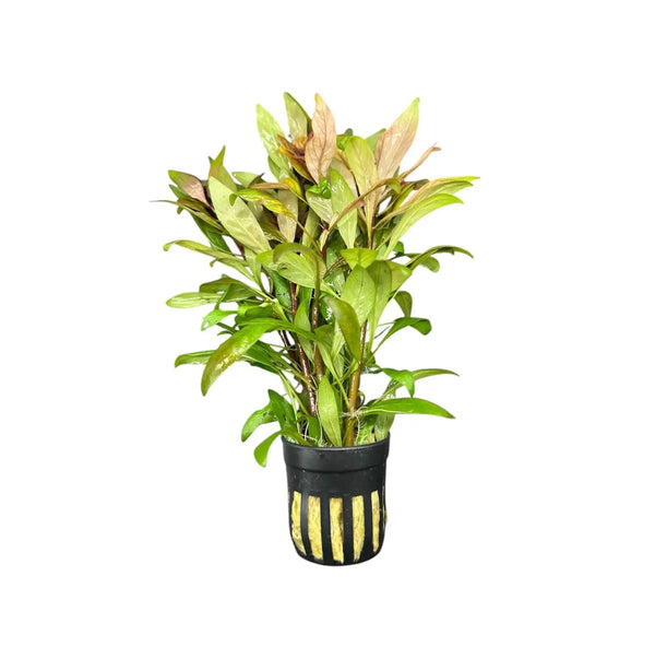 Green and yellow striped Ludwigia Inclinata Cuba in black pot