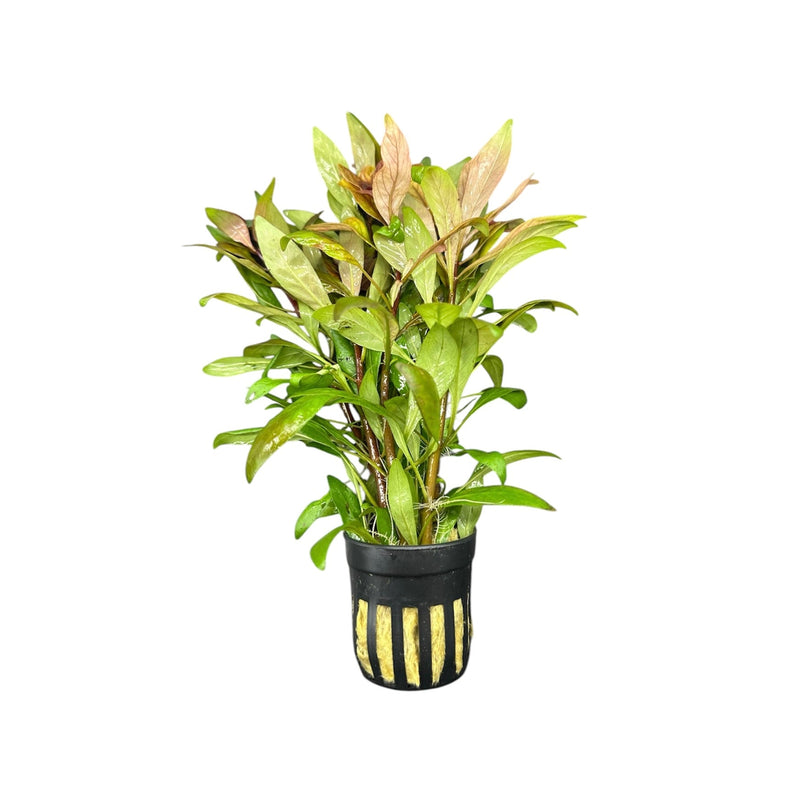 Ludwigia Inclinata Cuba Pot - [AquaticMotiv]