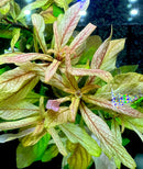 Gold and green Ludwigia Inclinata Cuba Pot with veined leaves