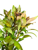 Artificial Ludwigia Inclinata Cuba Pot with green leaves, brown edges, white spots