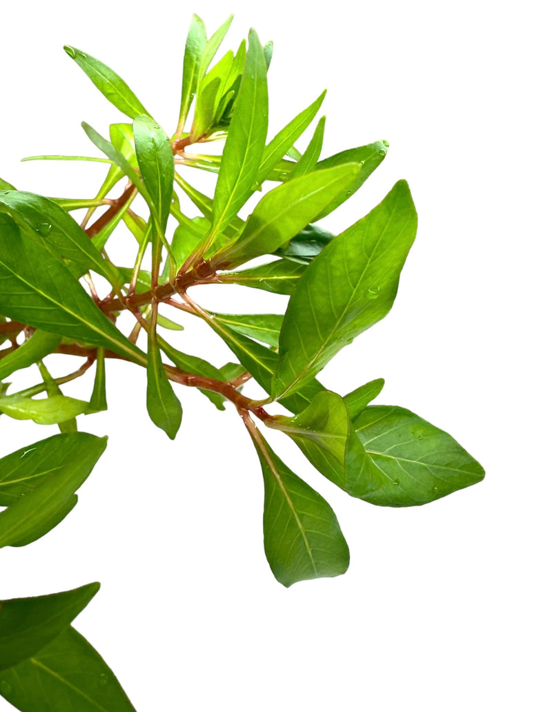 Ludwigia Inclinata Cuba Pot - [AquaticMotiv]